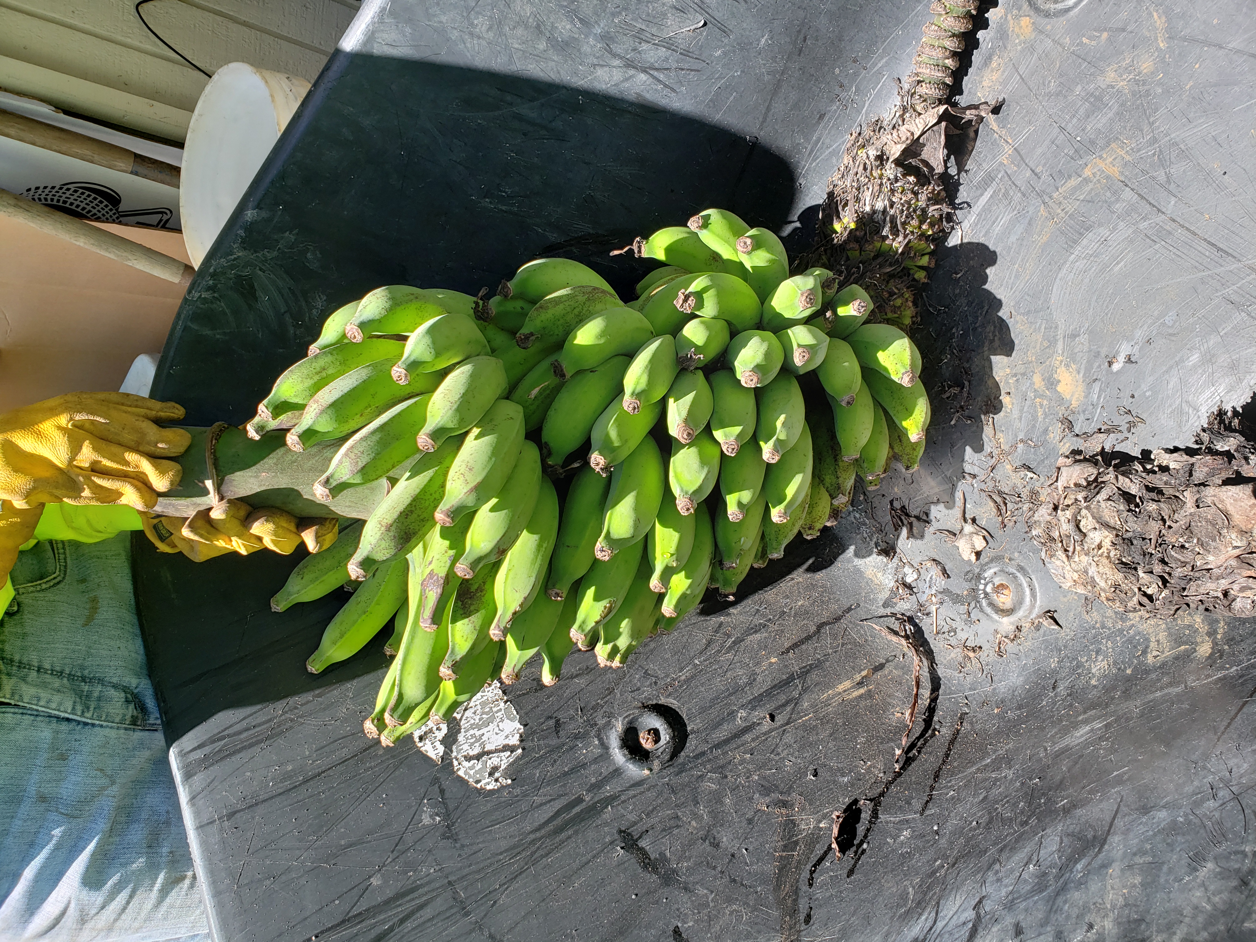 Banana grove